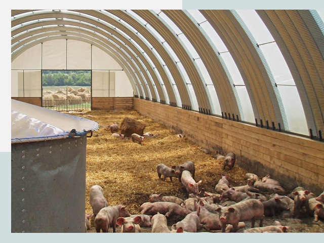 Строительство свинарников в Шарыпове