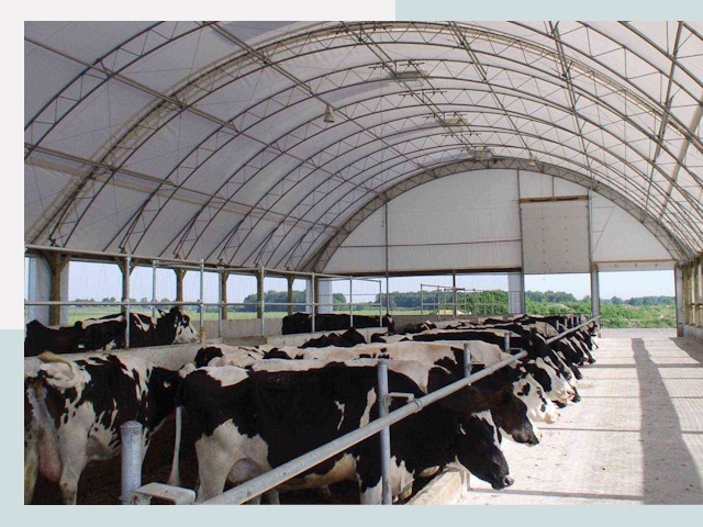 Тентовые коровники в Шарыпове